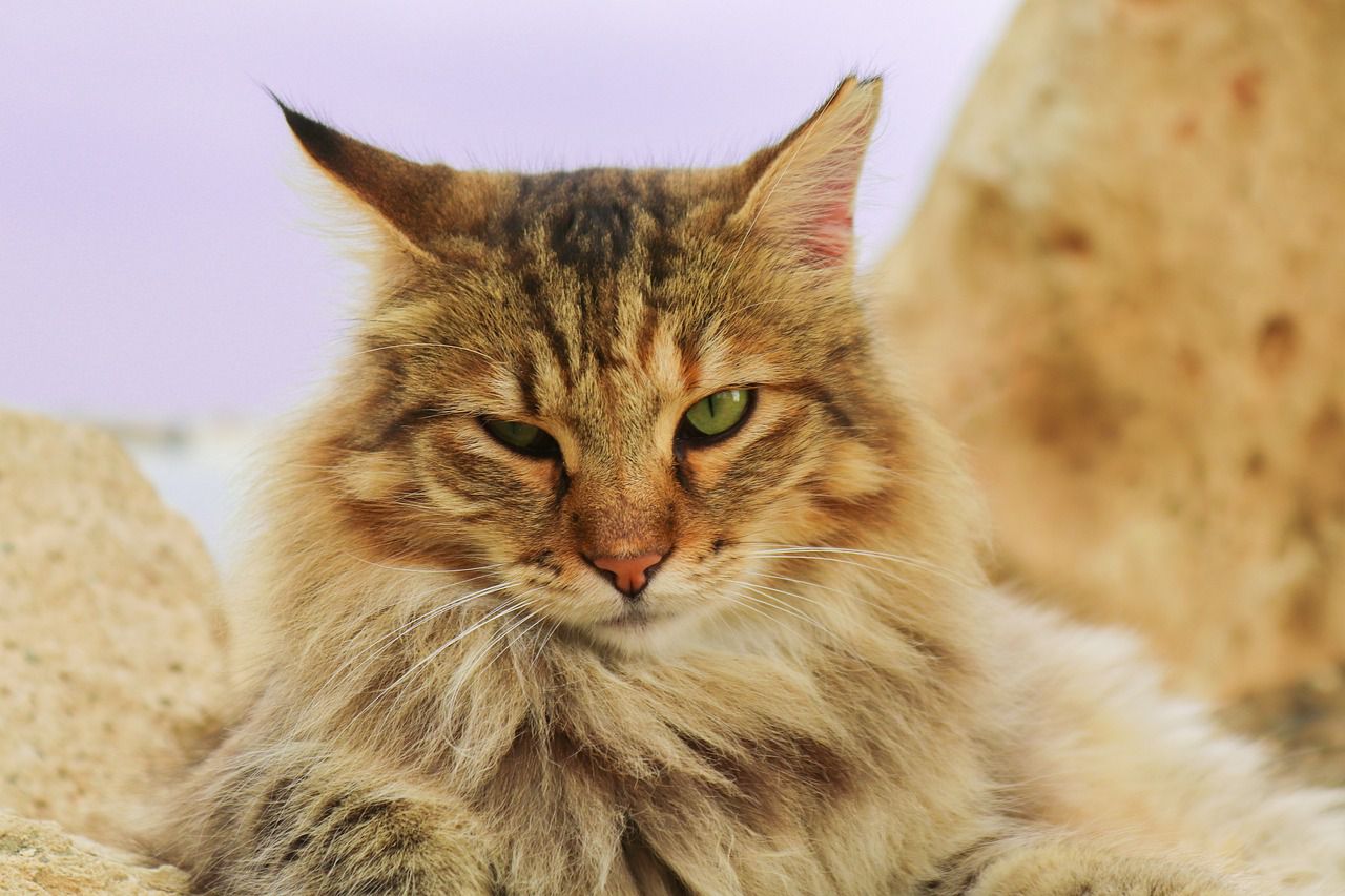 Why you should bath your longhaired cat No matting or tangling