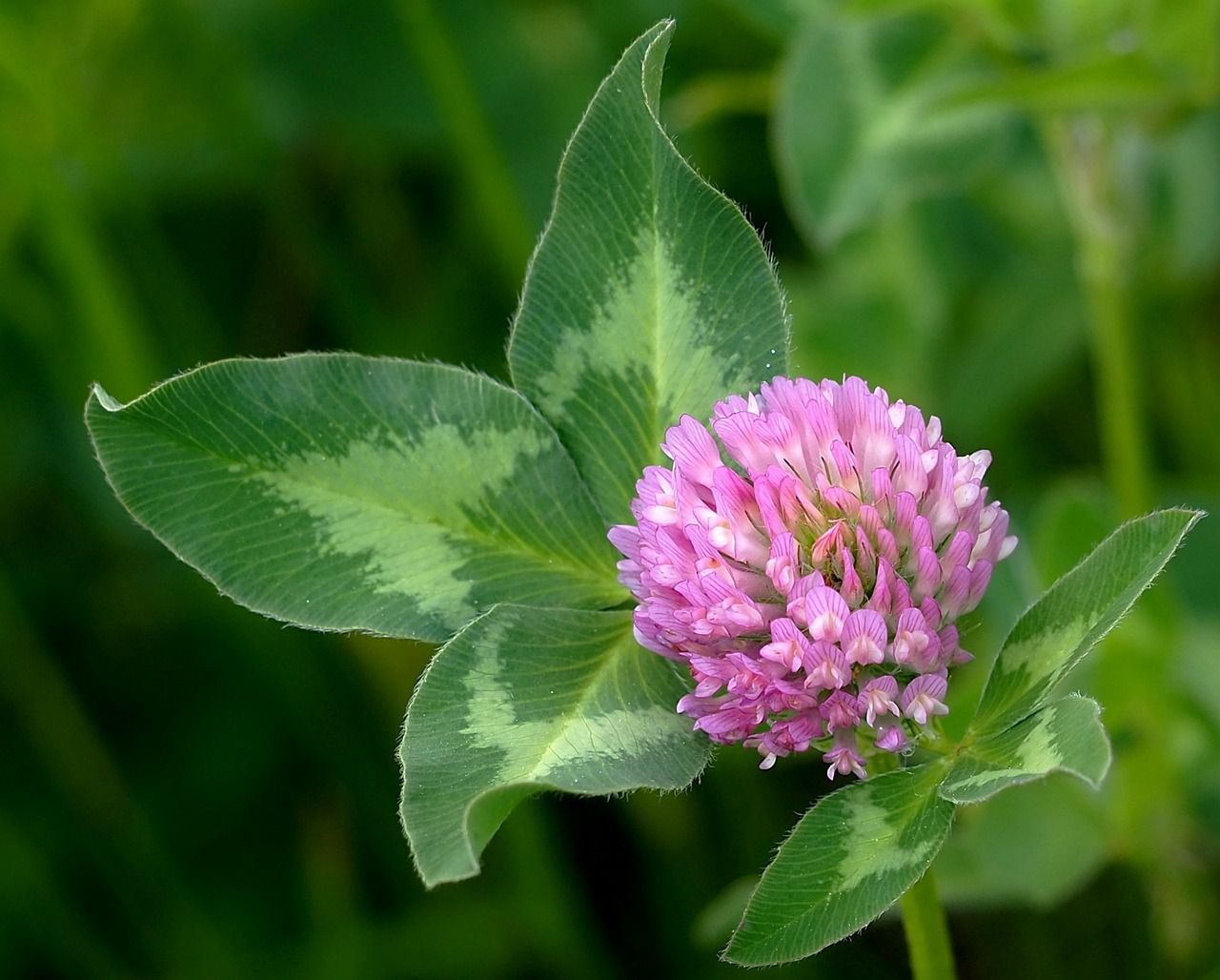 Why garden weeds are so hard to get rid of: Tough and adaptive clover