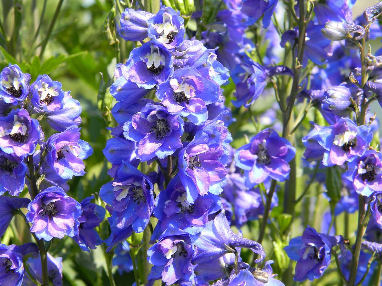 Useful Tips: How to Grow a Delphinium flowers