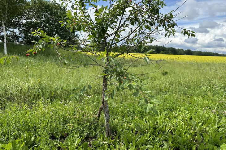 Как отпугнуть зайца, повадившегося к вам в огород: используйте запахи Дерево
