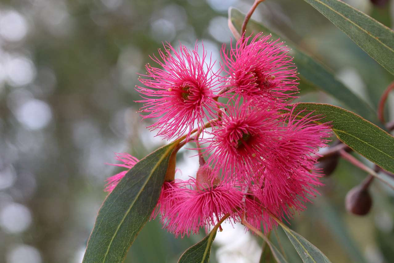 bush babies Snugglepot and Cuddlepie, the gumnut babies, a. Flickr