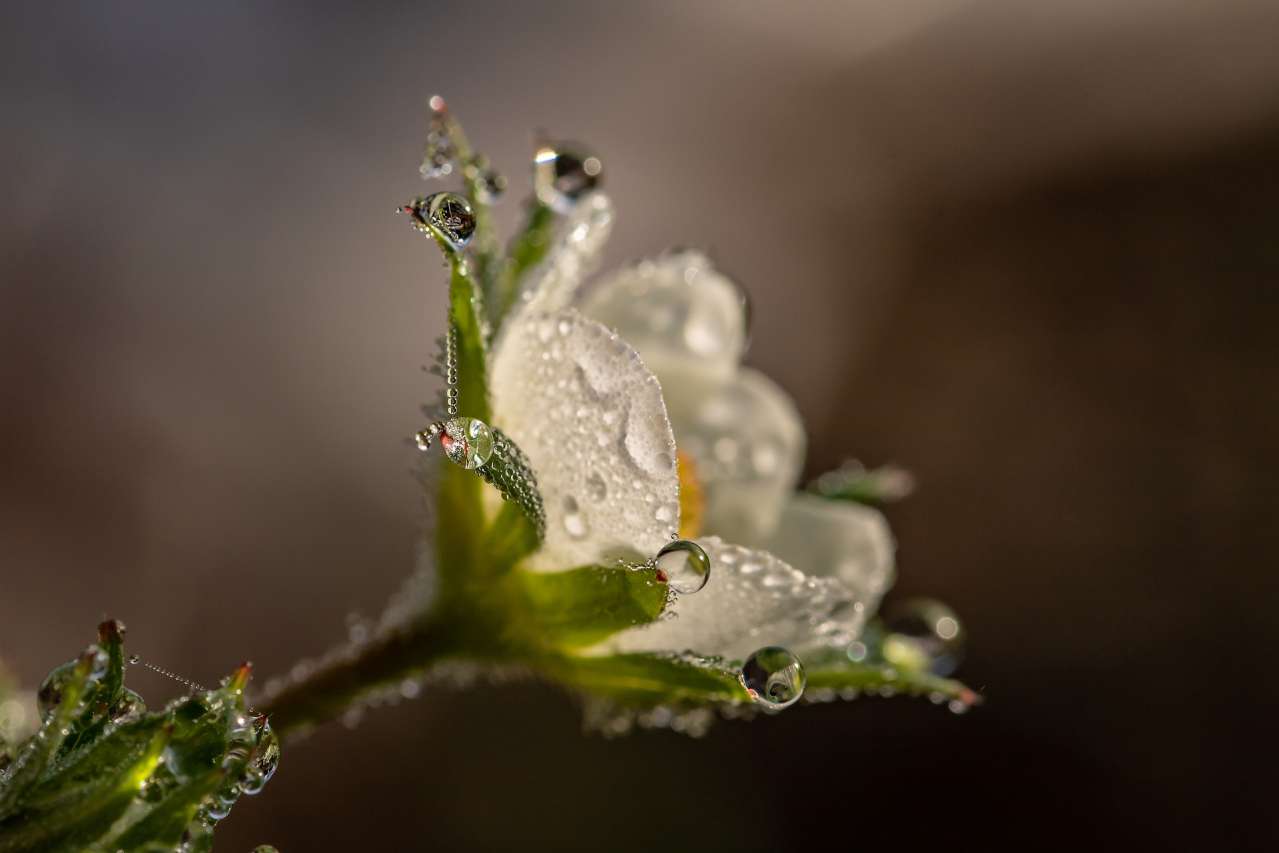 High sensitivity: What is it flower