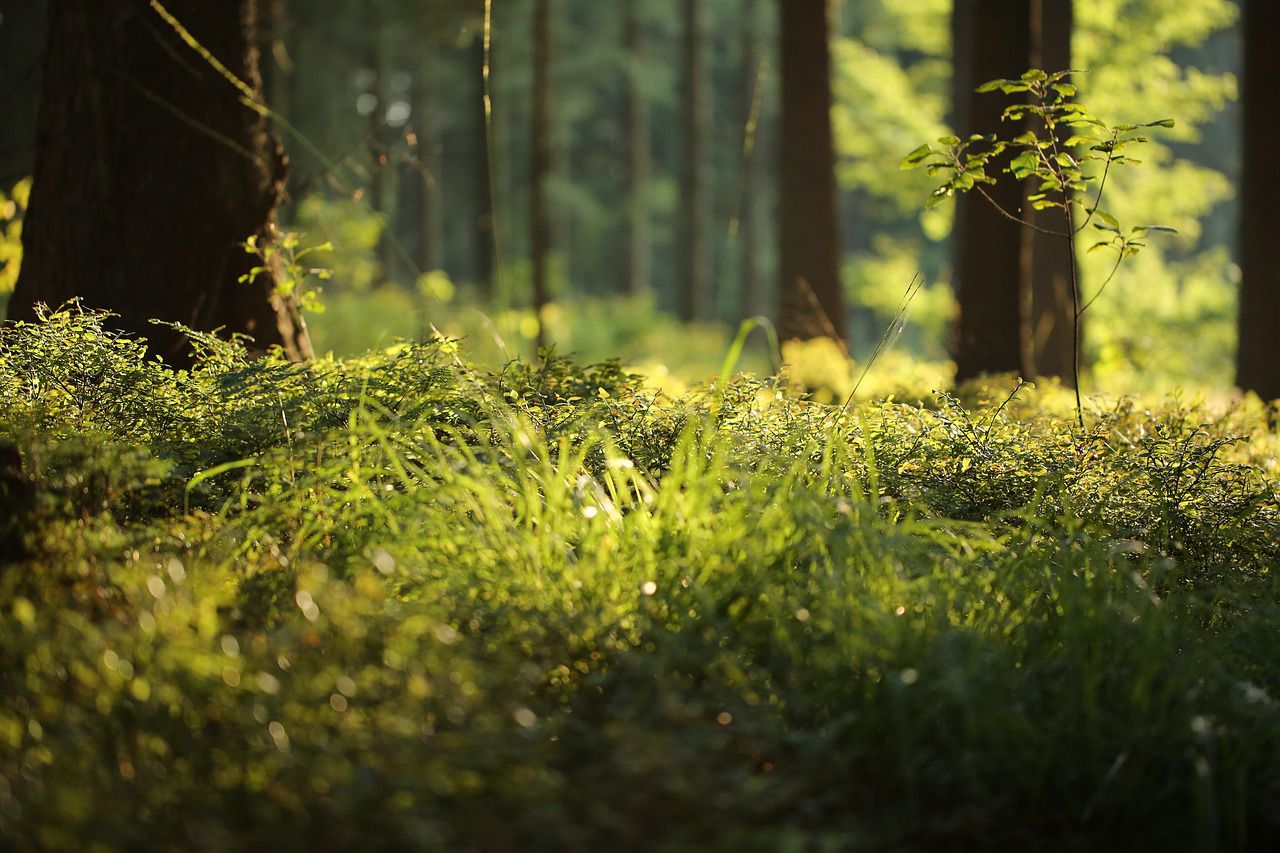 Unraveling Forest Connections: Insights from a New Study forest