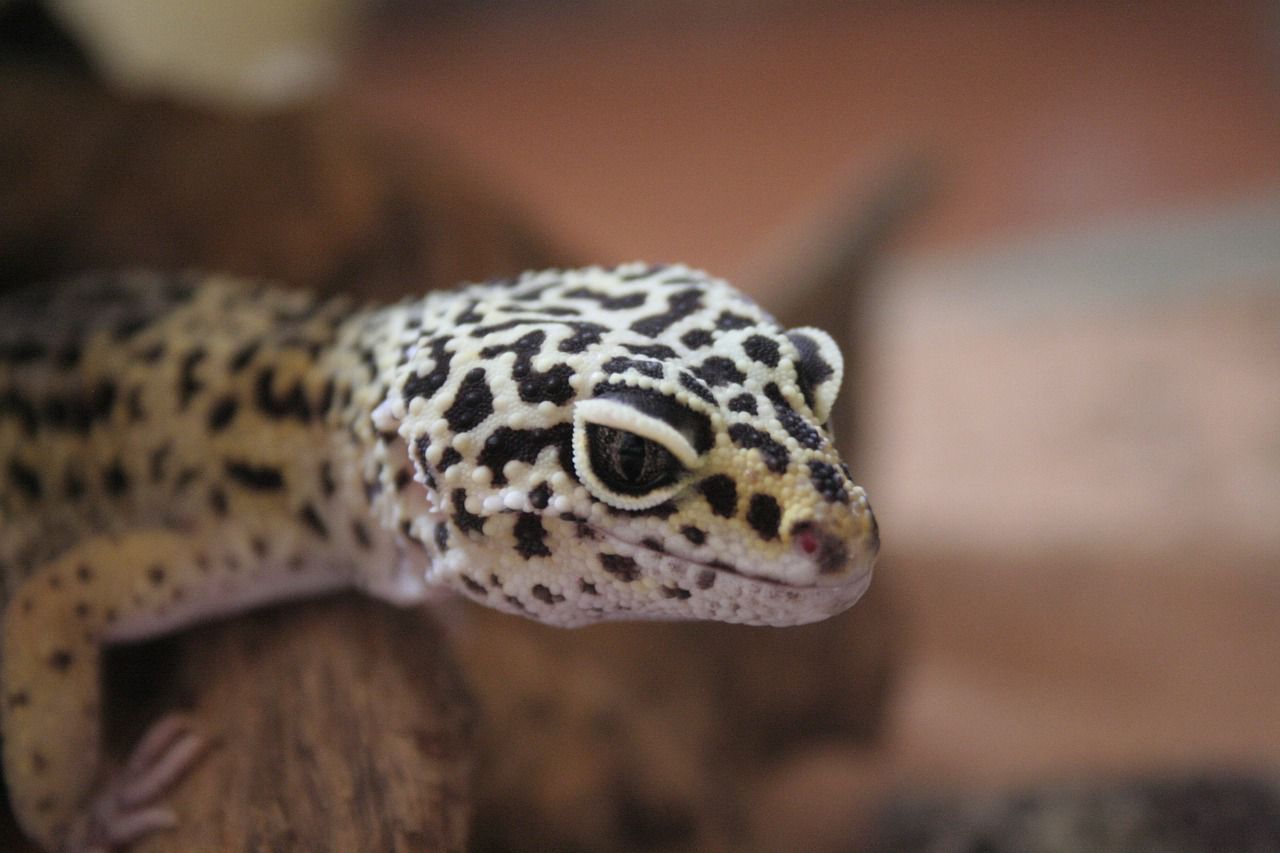 Taking care of a pet lizard: Things you might do wrong gecko