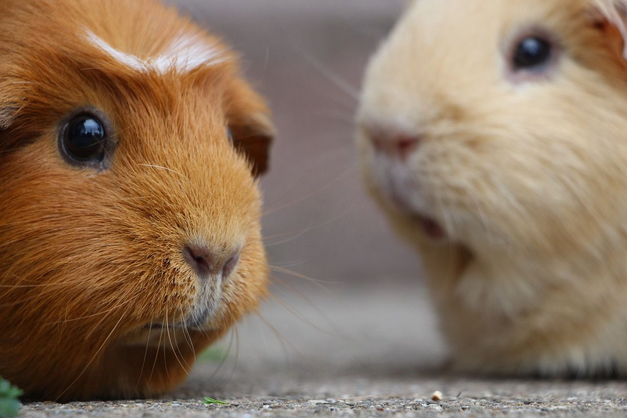 guinea pigs