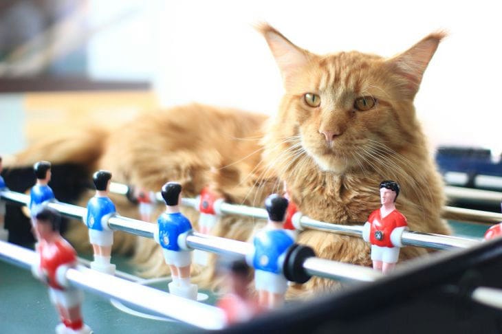 Развивающие игры для кошек: что это такое и почему ваша кошка может быть к  ним равнодушна: новости, коты, кошки, игры, игрушки, развлечение, питомцы,  домашние животные
