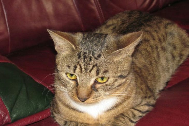 Что могут предсказать кошки: 3 вещи, на которые стоит обратить внимание Кот