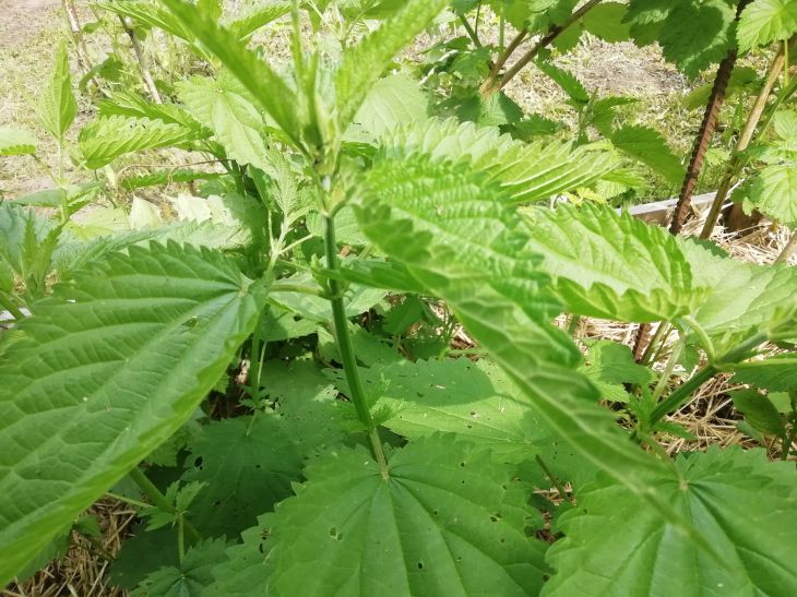 Как полностью убрать сорняки с грядки: один корешок – всё придётся начинать сначала крапива