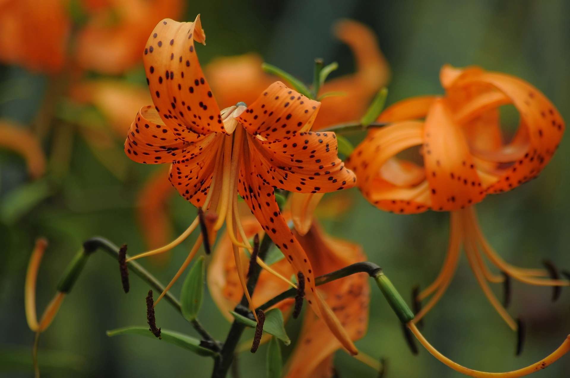 Helpful Tips How to Grow Tiger Lilies news, flowers, gardening