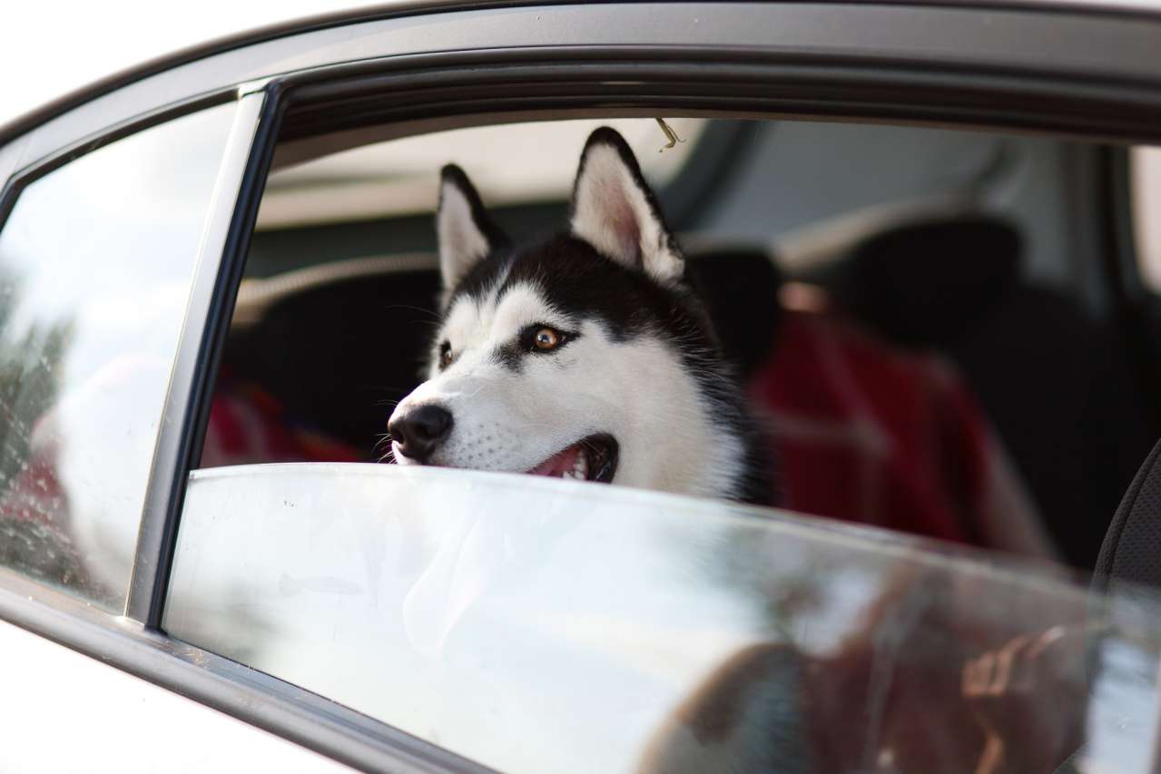 Important to Know: Why You Shouldn't Leave Your Dog in the Car dog