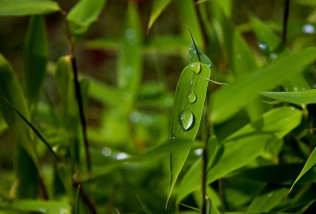 Expert Tips: How to Grow Bamboo plant