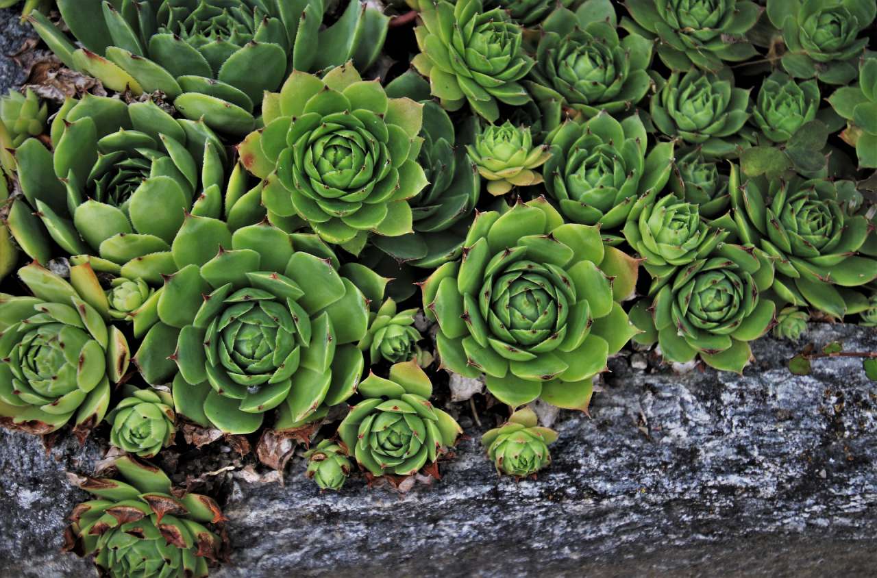 Useful Tips: How to Grow Aeonium plant