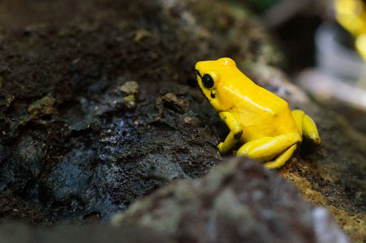 Small animals that can do serious harm: Not that vulnerable poison frog