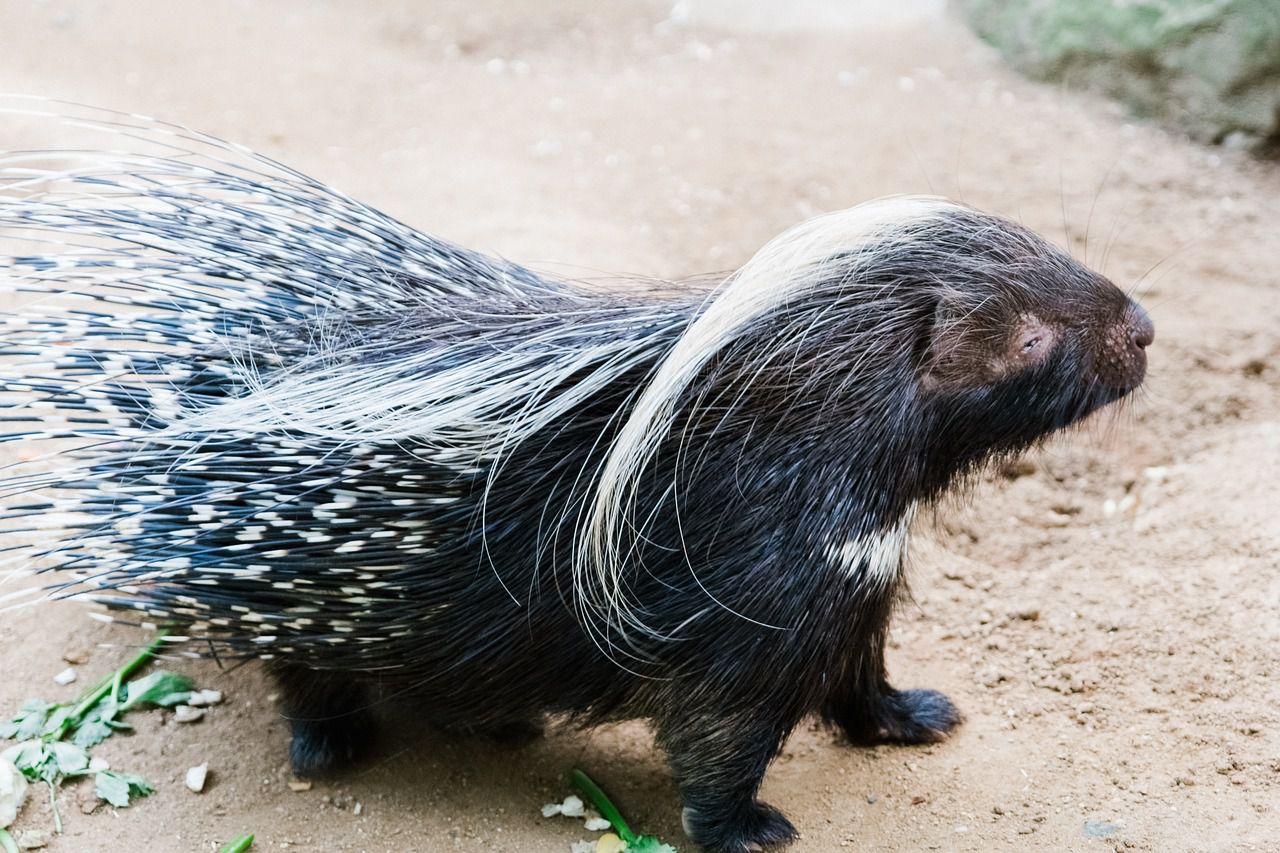 porcupine