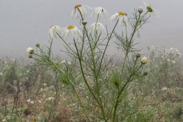 Народные приметы на 7 июля: что сулит дождь на Ивана Купалу цветы