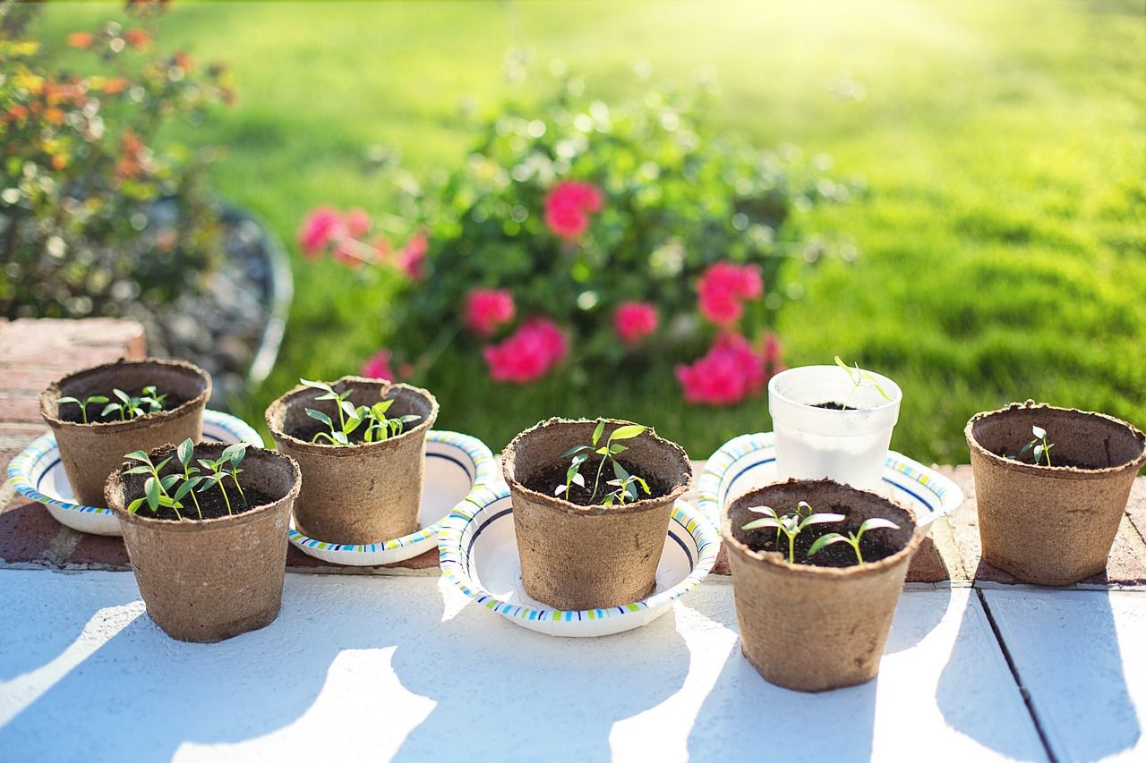 Why seeds don't germinate: Gardening mistakes seedlings