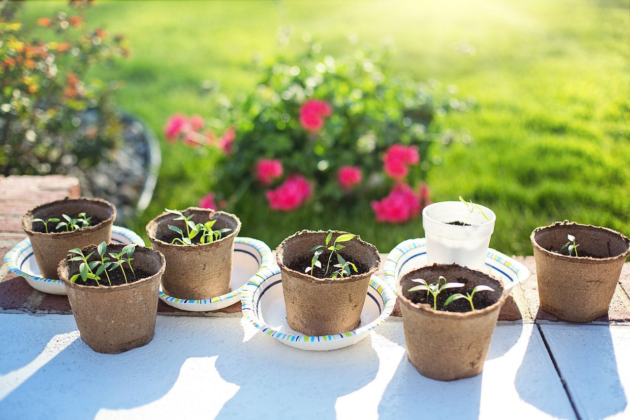 seedlings