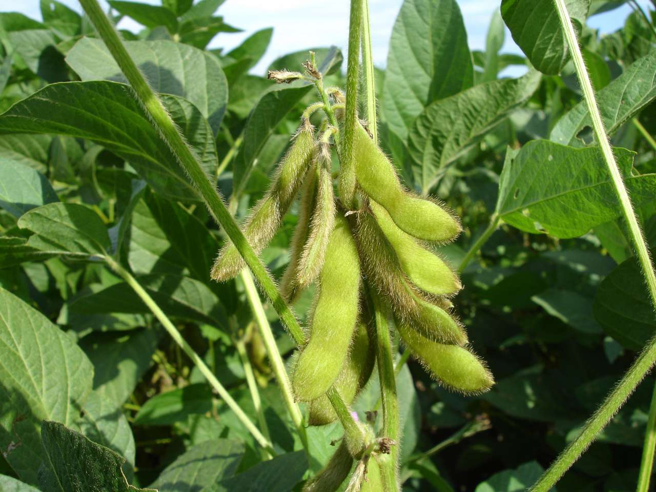 Expert Tips: How to Grow Soybeans soy