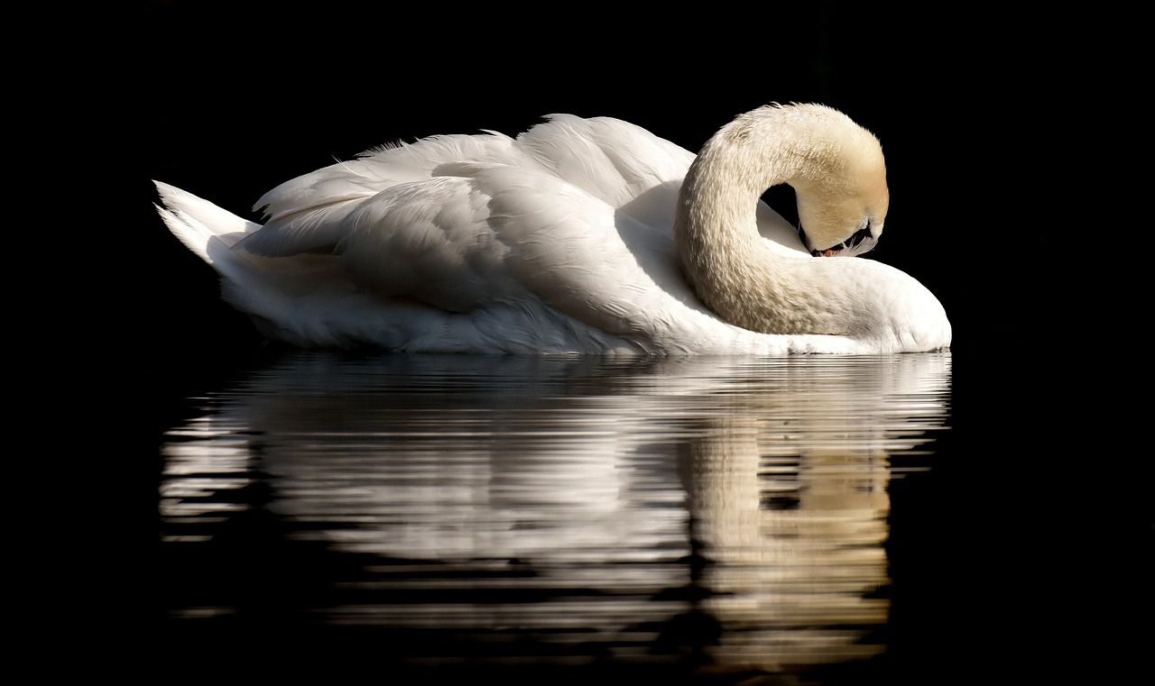 swans