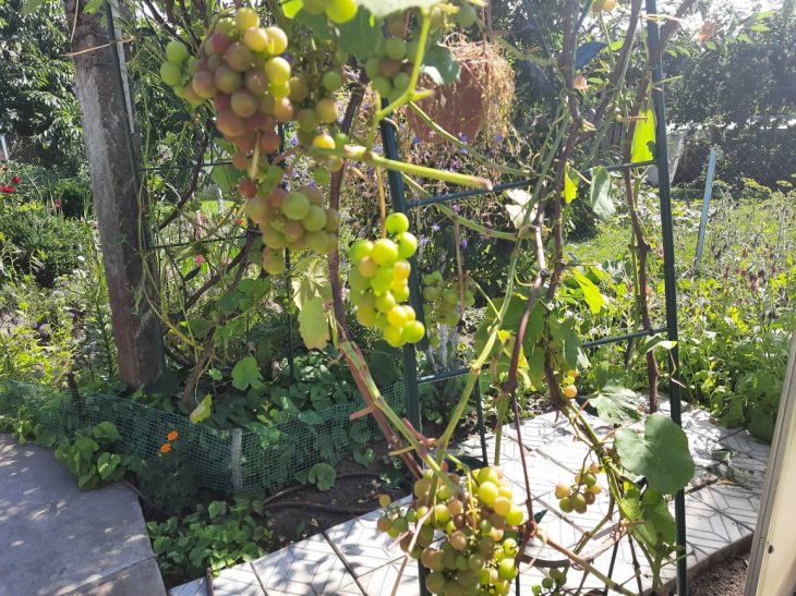 Уход за виноградом в августе: что следует сделать, чтобы гроздья быликрупные и сладкие: новости, виноград, уход, выращивание, урожай, минск