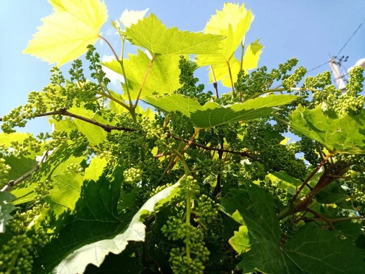 Уход за виноградом в августе: 4 важные процедуры, о которых забываютдачники: новости, виноград, ягоды, урожай, выращивание, уход, минск