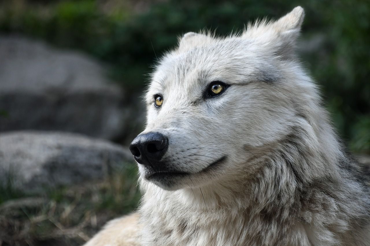 Animals that shouldn't be kept as pets: Think twice in advance wolf
