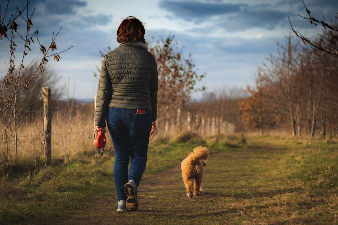 Physical Activity: How to Improve Your Dog's Health animal