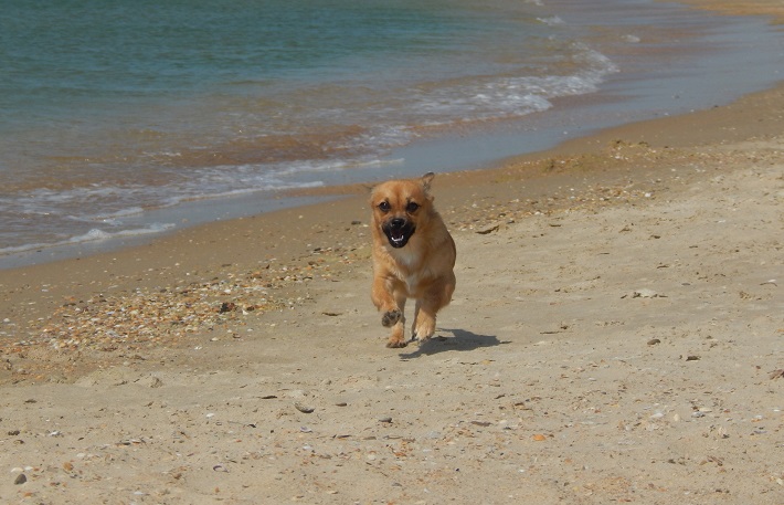 Собака Вода