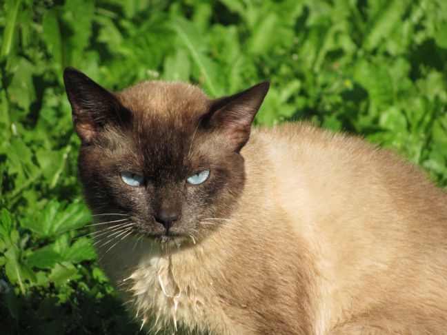 Почему кот или кошка шипит на чужих людей: 5 возможных причин: новости,  кошка, питомцы, поведение, здоровье, люди, минск