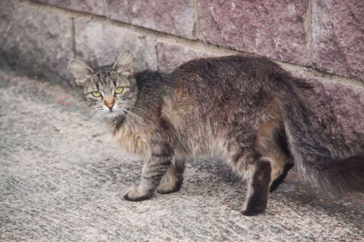 Понимают ли кошки человеческую речь: вот что говорят ученые Кошка