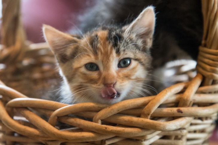 Почему кошка «закапывает» миску с едой: неожиданные причины: новости,  животные, корм, привычки, поведение, советы, минск