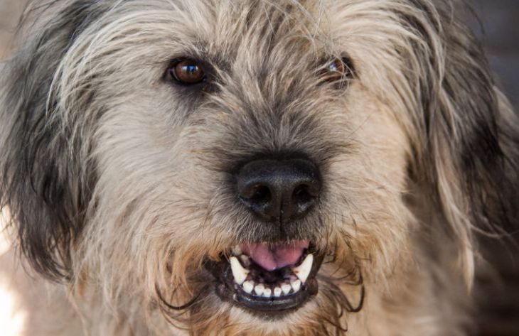 Какие ошибки в уходе за собакой допускаются чаще всего: мнение экспертов собака