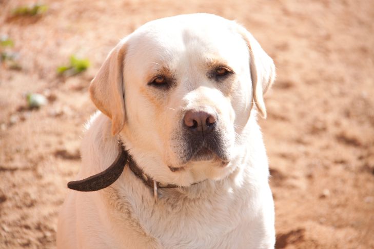 Как отучить собаку на прогулке подбирать еду: популярная ошибка и простые советы Собака