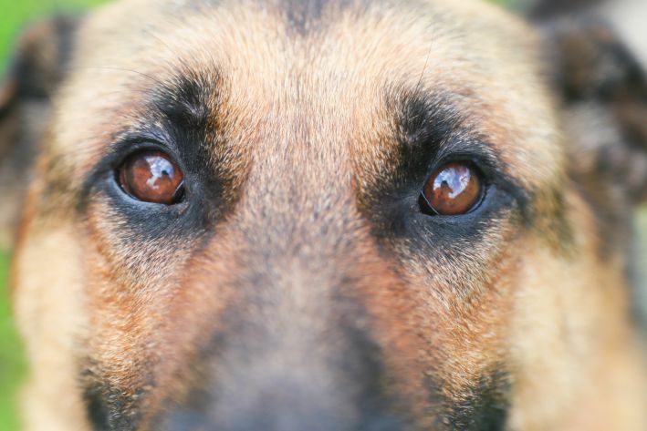 Эта суровая собака привязывается к человеку больше других и ведет себя как ребенок: доказано учеными Собака Глаза