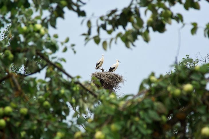 Ильин день: что нельзя делать 2 августа Природа