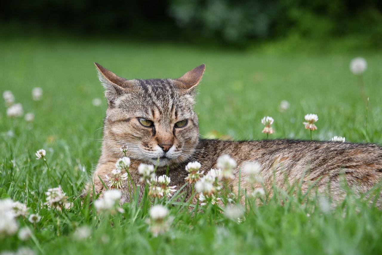 angry cat