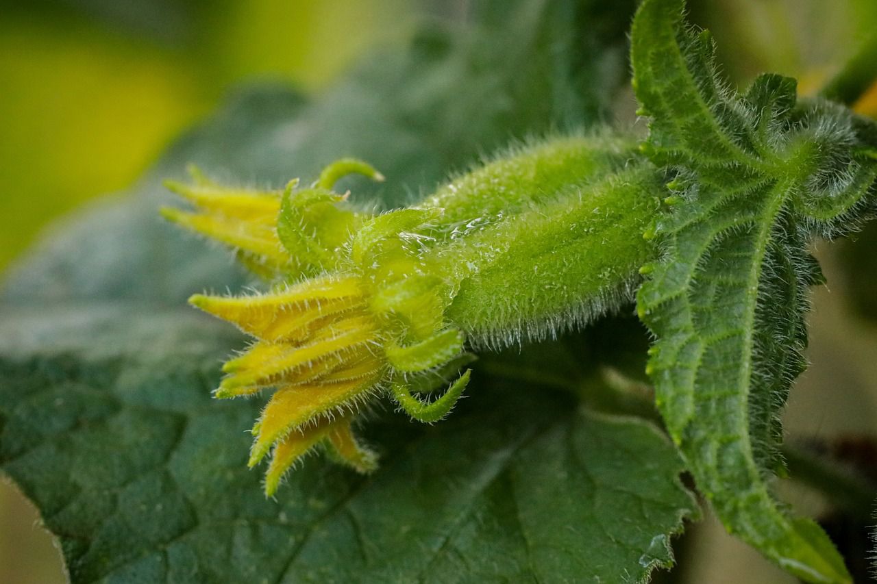 cucumber plant