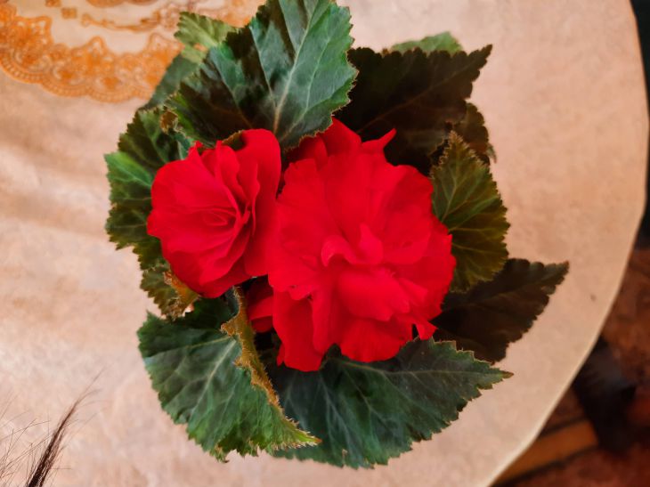 Как избавиться от тли при помощи пылесоса: гениальная идея смышленых цветоводов Цветок