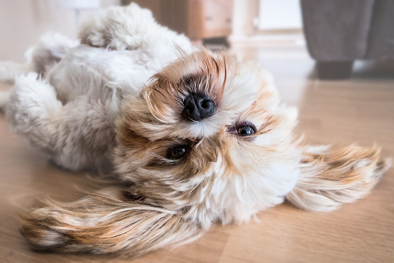Why some pets dislike their owners: The main reasons dog