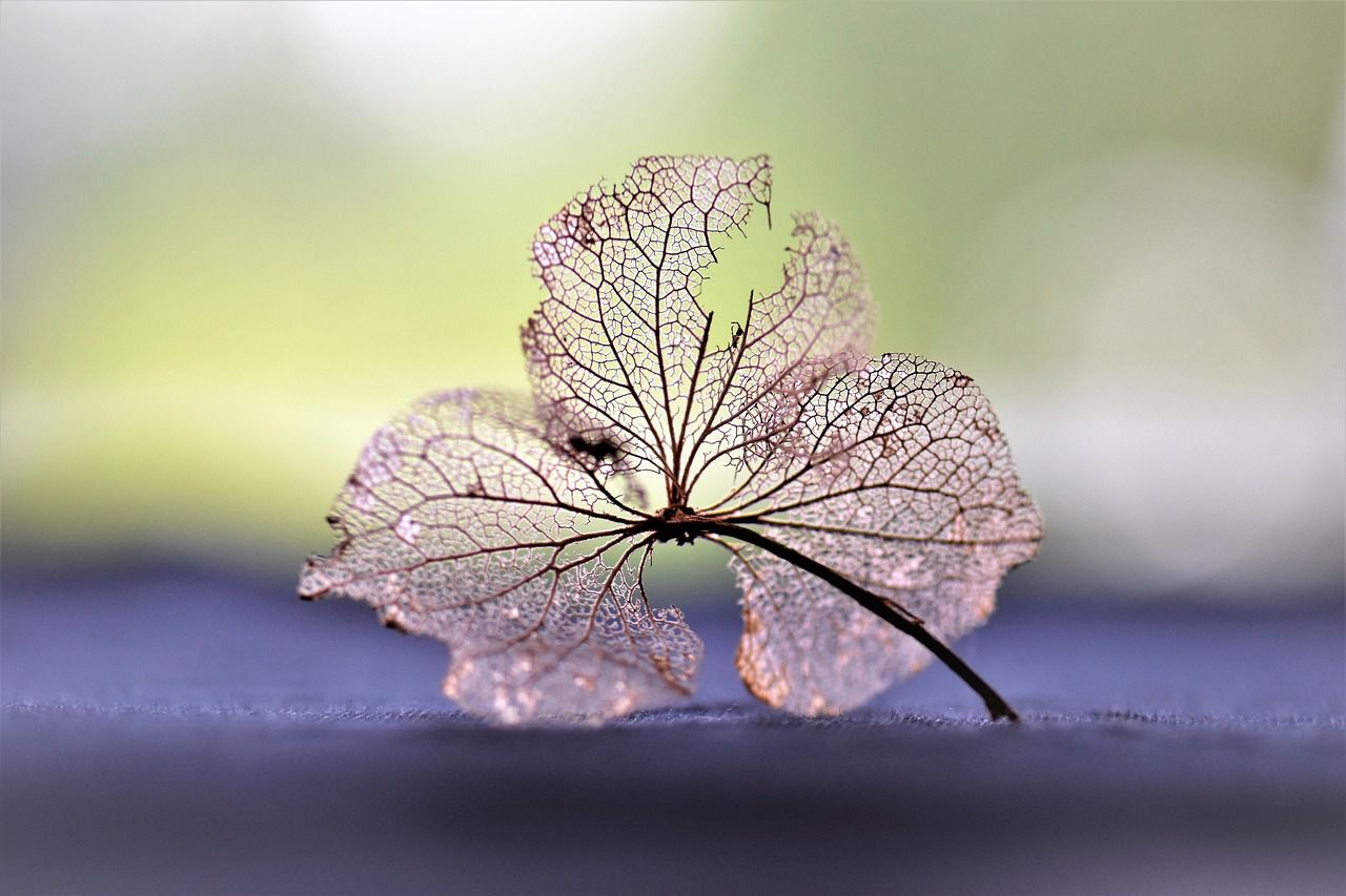 dry flower