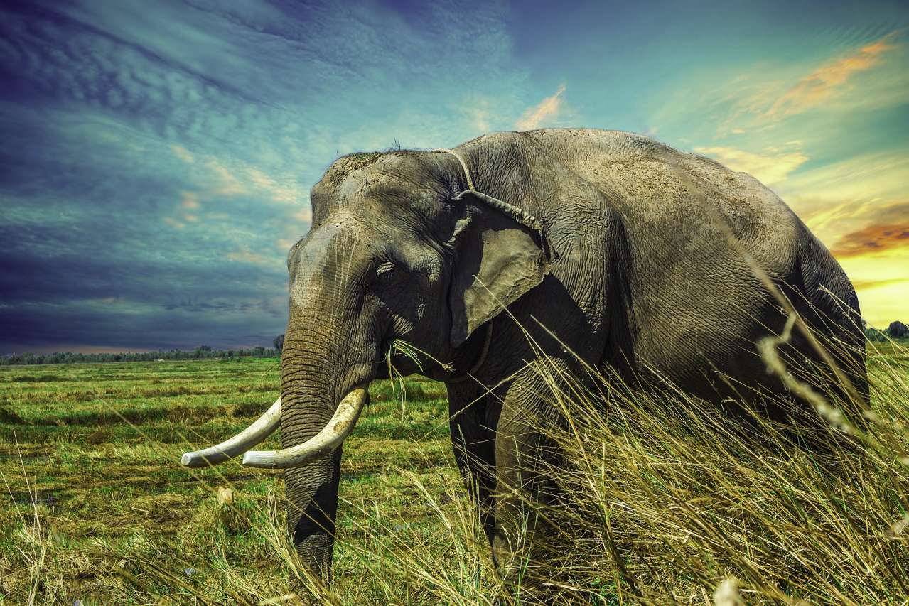 Interesting Facts: Why Elephants Are So Big animal