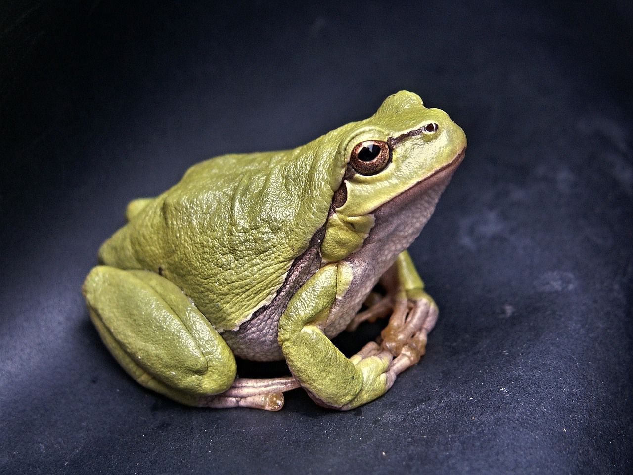 Frogs are great pets: Why you should get a pet frog frog