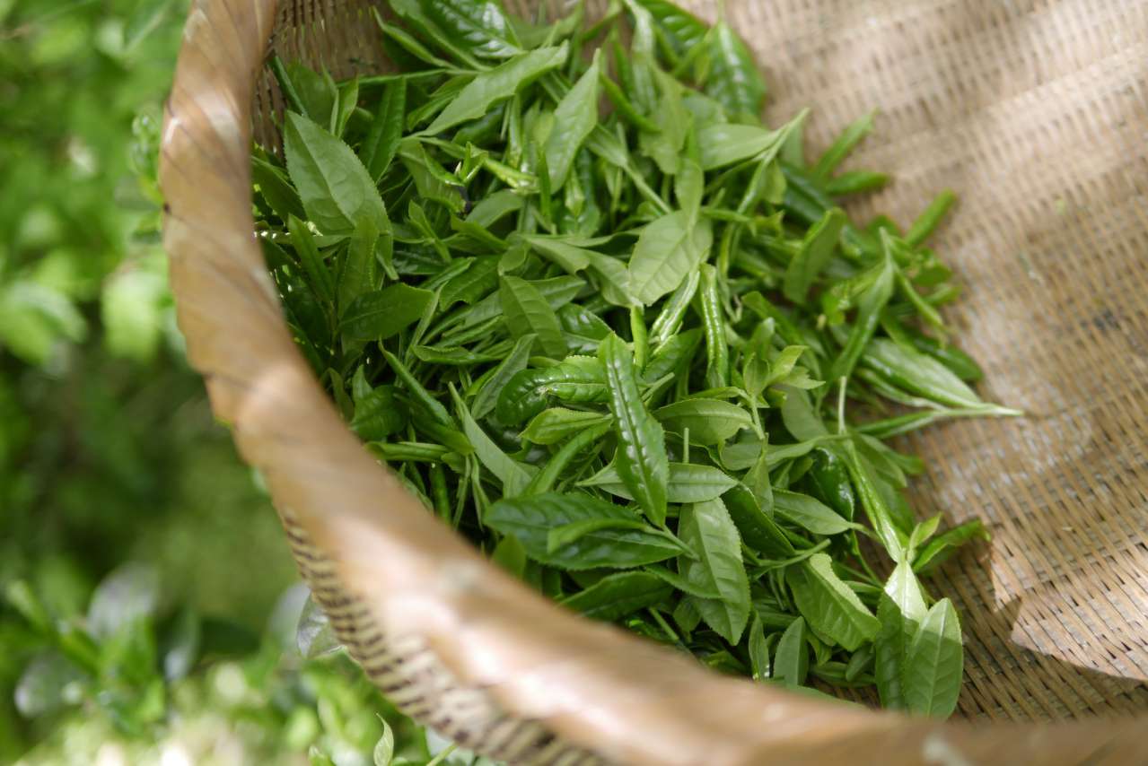 Superfoods: The Health Benefits of Green Tea tea
