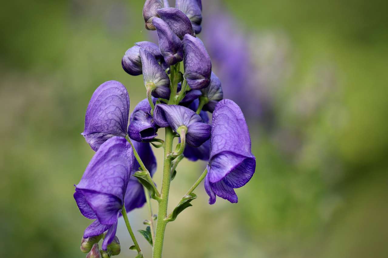 Beautiful Flowers for the Garden: Aconite flower