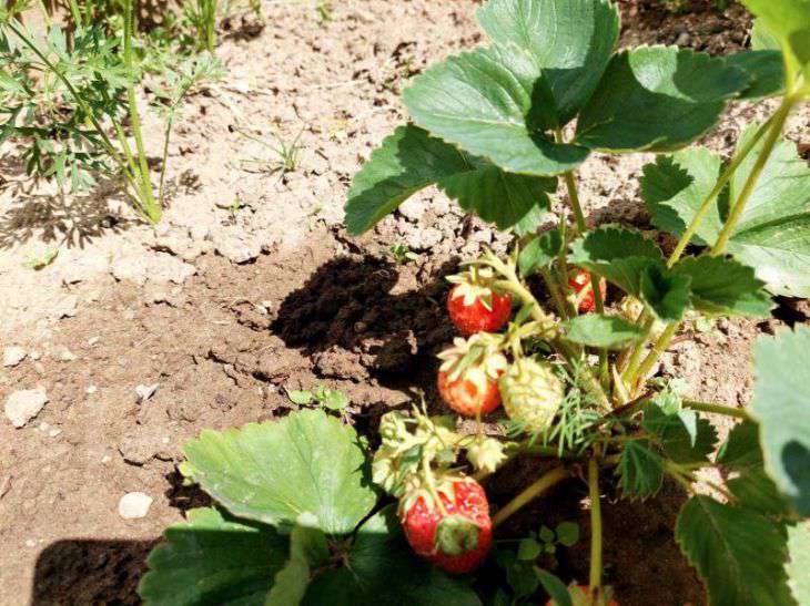 Кусты будут все в крупных ягодах: что делать с клубникой в августе:новости, клубника, ягоды, растения, огород, дача, минск