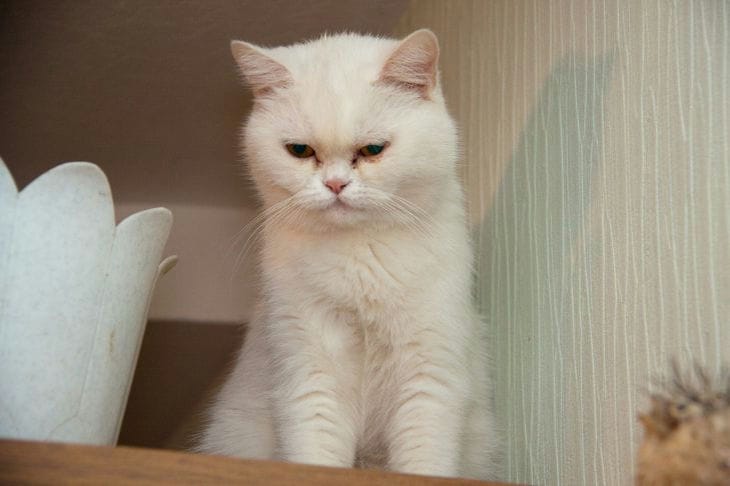 Почему коты стремятся спрятаться в тесные места: больше не секрет Кошка