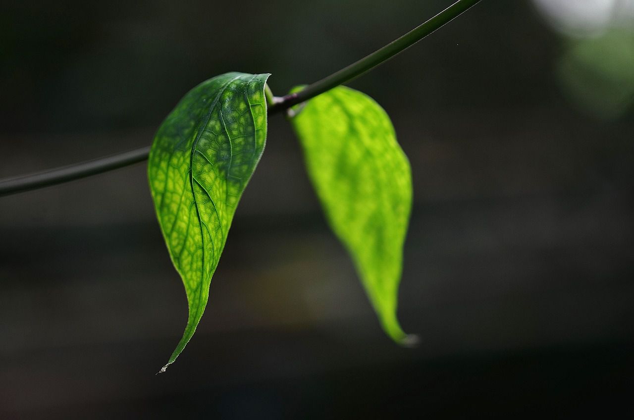 leaves