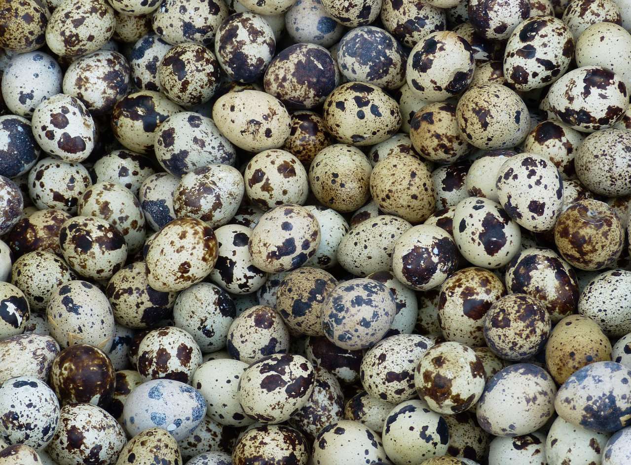 Quail Eggs What are the Health Benefits news, eggs, health, healthy