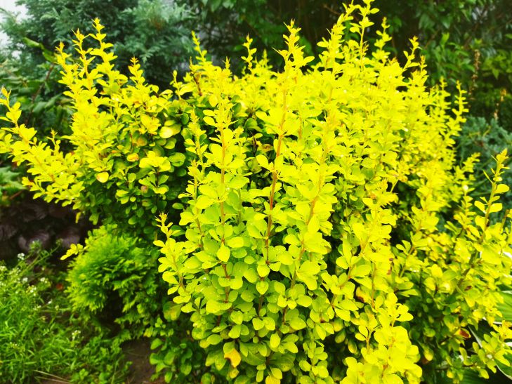 Почему садоводы сажают молочай кипарисовый: агрессивный сорняк или агрессивное растение растение