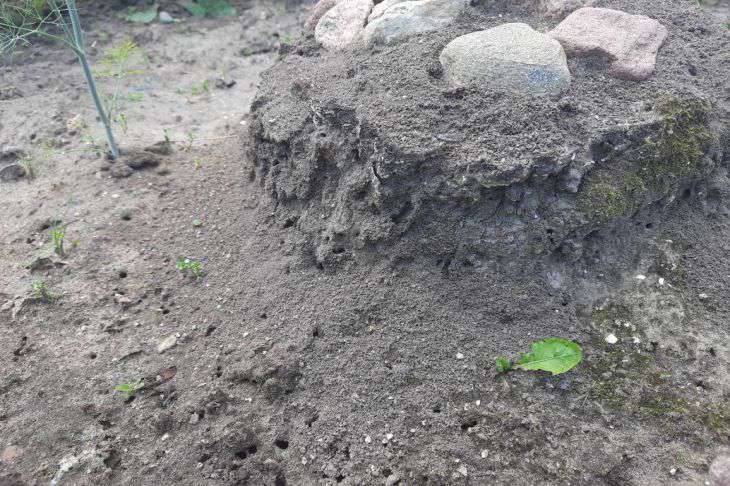 Муравьи больше не портят грядки: несколько капель и даже место от муравейника не найдете муравьи